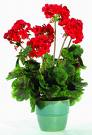 red geranium