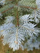 Blue Spruce