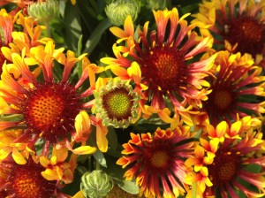 Clump Blanket Flowers