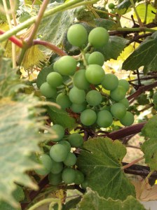 Grapes growing