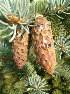 Pinecone w sap